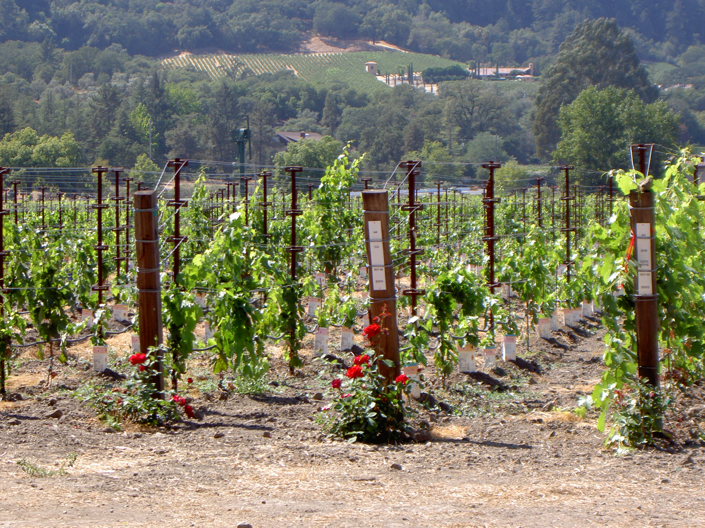 The Master Vinedresser A New Lens